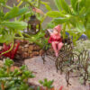 Red Campion's Succulent Fairy Garden
